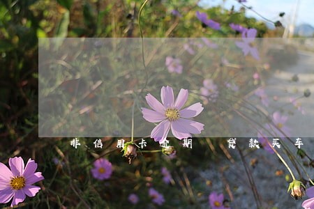 非信用卡逾期 贷款买车 非信用卡逾期 贷款买车